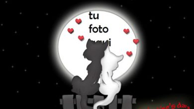 Amantes De Los Gatos Marco Para Foto 390x220 - Amantes De Los Gatos Marco Para Foto