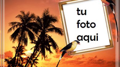Atardecer En Una Isla Junto Al Mar Marco Para Foto 390x220 - Atardecer En Una Isla Junto Al Mar Marco Para Foto