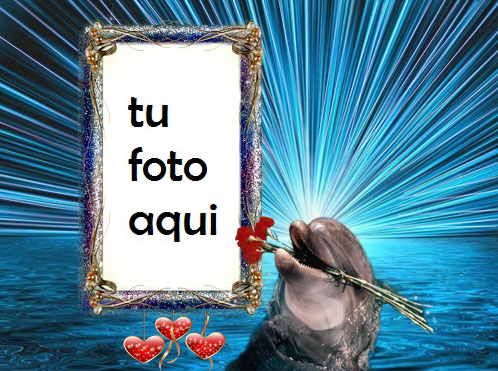 Delfines En El Agua Marco Para Foto - Delfines En El Agua Marco Para Foto