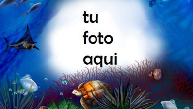 Delfines Tortugas Y Peces Bajo El Agua Marco Para Foto 390x220 - Delfines Tortugas Y Peces Bajo El Agua Marco Para Foto
