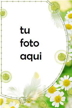 Delicadas Flores De Manzanilla Marco Para Foto - Delicadas Flores De Manzanilla Marco Para Foto