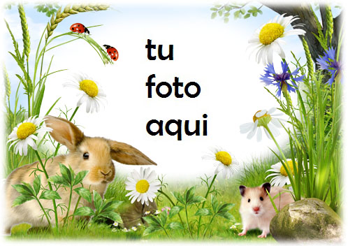 Echaré De Menos Este Verano Marco Para Foto - Echaré De Menos Este Verano Marco Para Foto