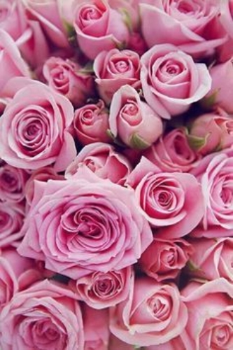 Escribir En Foto Hermosa rosa azul 1 - Escribir En Foto Hermosa rosa azul