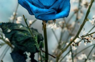 Escribir En Foto Imagen de las flores naturales más bellas en una copa romántica 1 332x220 - Escribir En Foto Imagen de las flores naturales más bellas en una copa romántica