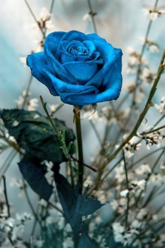 Escribir En Foto Imagen de las flores naturales más bellas en una copa romántica 1 - Escribir En Foto Imagen de las flores naturales más bellas en una copa romántica