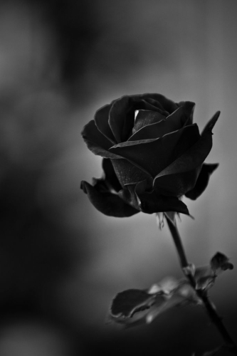 Escribir En Foto Rosa blanco y negro 1 - Escribir En Foto Rosa blanco y negro