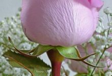 Escribir En Foto Una hermosa foto de flor blanca en púrpura 1 220x150 - Escribir En Foto Una hermosa foto de flor blanca en púrpura