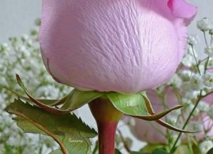 Escribir En Foto Una hermosa foto de flor blanca en púrpura 1 303x220 - Escribir En Foto Una hermosa foto de flor blanca en púrpura
