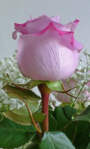 Escribir En Foto Una hermosa foto de flor blanca en púrpura 1 - Escribir En Foto Una hermosa foto de flor blanca en púrpura