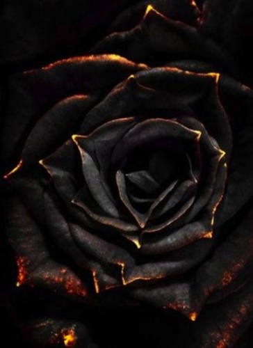 Escribir En Foto Una imagen de una rosa con rocío de agua 1 - Escribir En Foto Una imagen de una rosa con rocío de agua