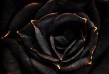 Escribir En Foto Una imagen de una rosa con rocío de agua 1 220x150 - Escribir En Foto Una imagen de una rosa con rocío de agua