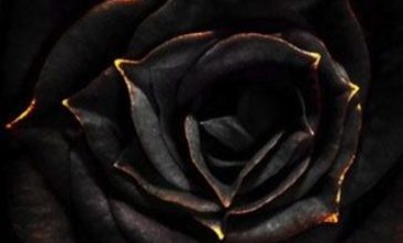 Escribir En Foto Una imagen de una rosa con rocío de agua 1 364x220 - Escribir En Foto Una imagen de una rosa con rocío de agua