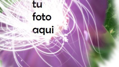 Flor Grande Rosa Marco Para Foto 390x220 - Flor Grande Rosa Marco Para Foto