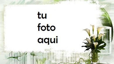 Flores De Loto Blanco Marco Para Foto 390x220 - Flores De Loto Blanco Marco Para Foto