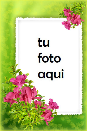 Flores Tiernas Marco Para Foto - Flores Tiernas Marco Para Foto