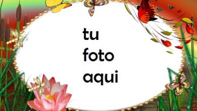 Flores en un lago Marco Para Foto 390x220 - Flores en un lago Marco Para Foto