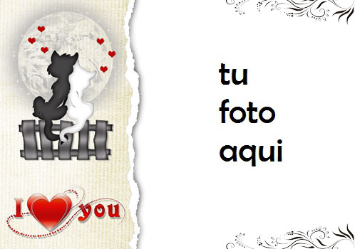 Gato De Amor Romántico Marco Para Foto - Gato De Amor Romántico Marco Para Foto