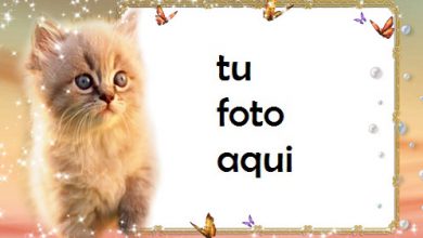 Gato gatito Marco Para Foto 390x220 - Gato gatito Marco Para Foto