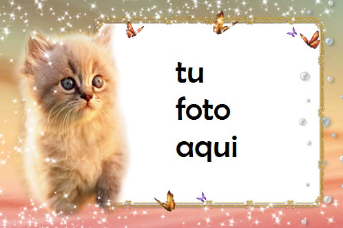 Gato gatito Marco Para Foto - Gato gatito Marco Para Foto