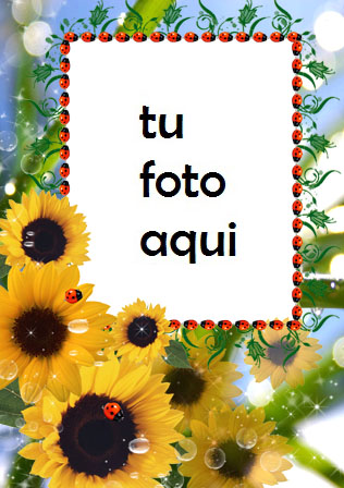 Girasoles Marco Para Foto - Girasoles Marco Para Foto