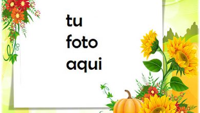 Girasoles Y Calabaza Marco Para Foto 390x220 - Girasoles Y Calabaza Marco Para Foto