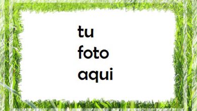 Hierba verde Marco Para Foto 390x220 - Hierba verde Marco Para Foto
