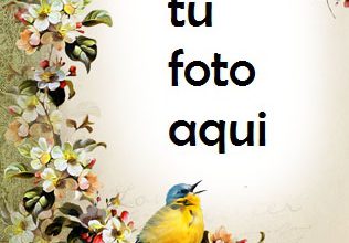 Historia De Primavera Marco Para Foto 316x220 - Historia De Primavera Marco Para Foto