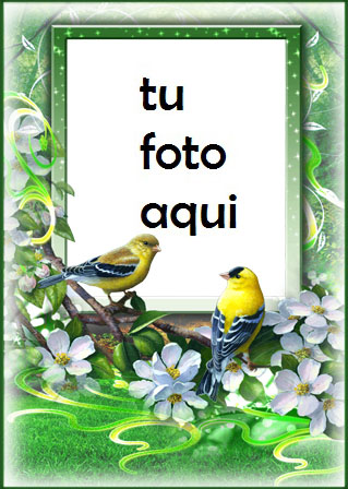 Las Aves Más Bellas Del Amor Y La Primavera. Marco Para Foto - Las Aves Más Bellas Del Amor Y La Primavera. Marco Para Foto