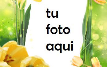 Las Flores De Tulipán Más Bellas Para Cada Amante. Marco Para Foto 348x220 - Las Flores De Tulipán Más Bellas Para Cada Amante. Marco Para Foto