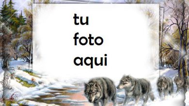 Lobas Marco Para Foto 390x220 - Lobas Marco Para Foto