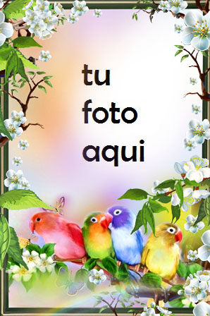 Loras Marco Para Foto - Loras Marco Para Foto