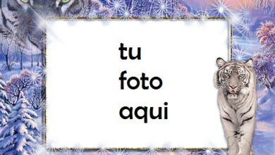 Magia Del Tigre Blanco Marco Para Foto 390x220 - Magia Del Tigre Blanco Marco Para Foto