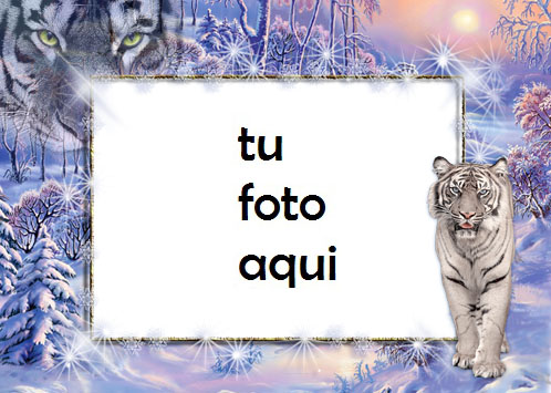 Magia Del Tigre Blanco Marco Para Foto - Magia Del Tigre Blanco Marco Para Foto
