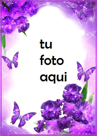 Mariposas Moradas Marco Para Foto - Mariposas Moradas Marco Para Foto