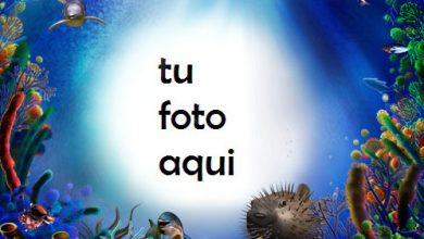 Mundo Submarino Marco Para Foto 390x220 - Mundo Submarino Marco Para Foto