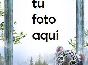 Tigre Blanco Marco Para Foto 298x220 - Tigre Blanco Marco Para Foto