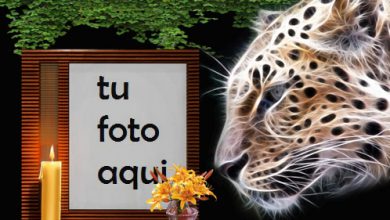 Tigre De La Noche Marco Para Foto 390x220 - Tigre De La Noche Marco Para Foto
