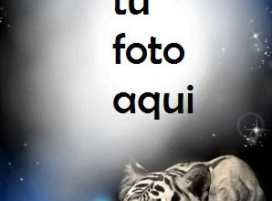 Tigre En La Noche Marco Para Foto 298x220 - Tigre En La Noche Marco Para Foto