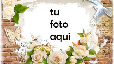boda marcos Rosas blancas marco para foto 390x220 - boda marcos Rosas blancas marco para foto