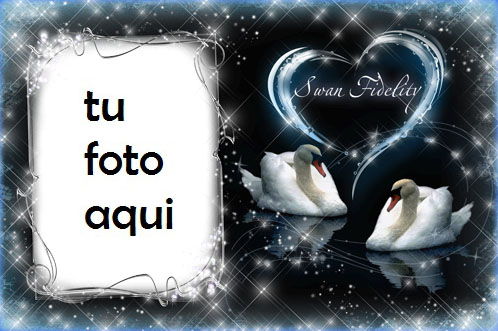 Marco Para Foto Fidelidad Cisne Amor Marcos - Marco Para Foto Fidelidad Cisne Amor Marcos