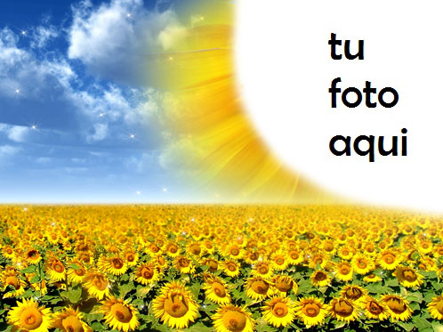 Marco Para Foto Flores De Sol Brillante Primavera Marcos - Marco Para Foto Flores De Sol Brillante Primavera Marcos