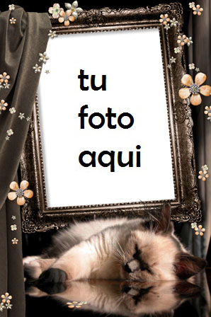 Marco Para Foto Gatito Dulce Amor Marcos - Marco Para Foto Gatito Dulce Amor Marcos
