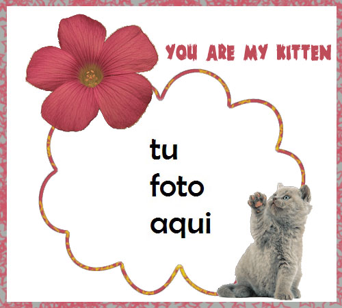 Marco Para Foto Mi Gatito Amor Marcos - Marco Para Foto Mi Gatito Amor Marcos