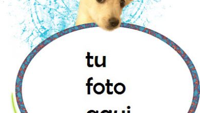 Marco Para Foto Perrito Variedad Marcos 390x220 - Marco Para Foto Perrito Variedad Marcos