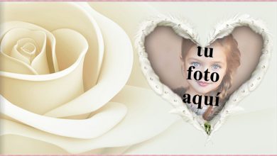 Foto Marcos el corazon de rosa blanca 390x220 - Foto Marcos el corazon de rosa blanca