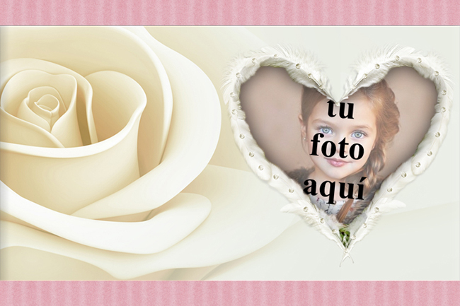Foto Marcos el corazon de rosa blanca - Foto Marcos el corazon de rosa blanca