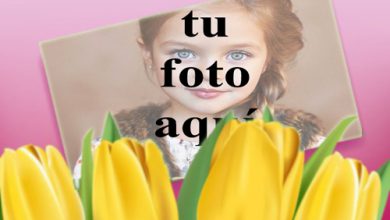 Rosa amarilla Foto Marcos 390x220 - Rosa amarilla Foto Marcos