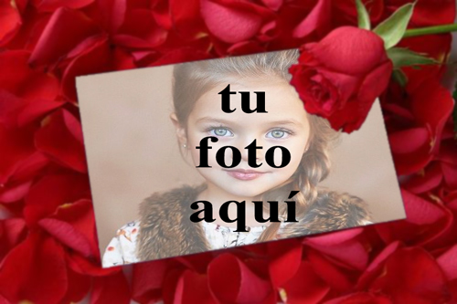 tu eres mi rosa roja Foto Marcos - tu eres mi rosa roja Foto Marcos