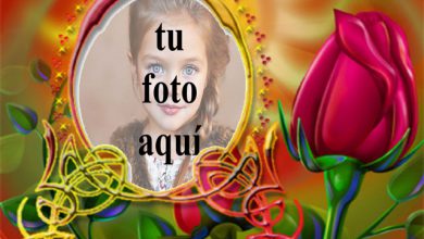 Marco Colorido Con Hermosa Rosa Roja Foto Marcos 390x220 - Marco Colorido Con Hermosa Rosa Roja Foto Marcos