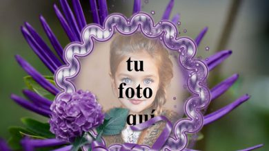 Marco De Rosas Violetas Con Flor Foto Marcos 390x220 - Marco De Rosas Violetas Con Flor Foto Marcos
